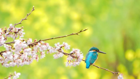 花も野鳥も美しく撮る！野鳥の魅力が引き立つコラボレーション撮影術