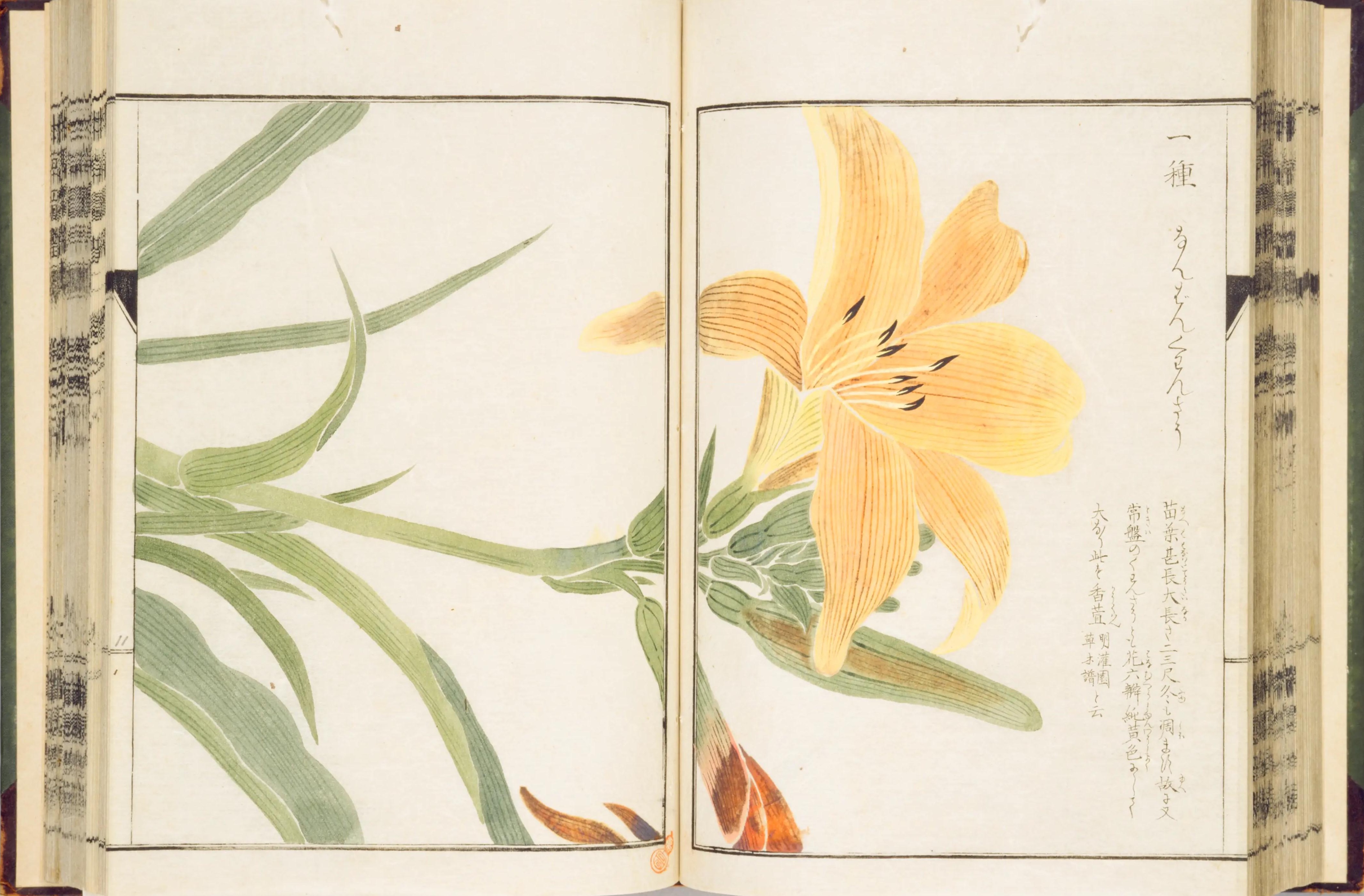 決して採りすぎない。京都の「摘み草」には白神山地のマタギに通じる極意があった！