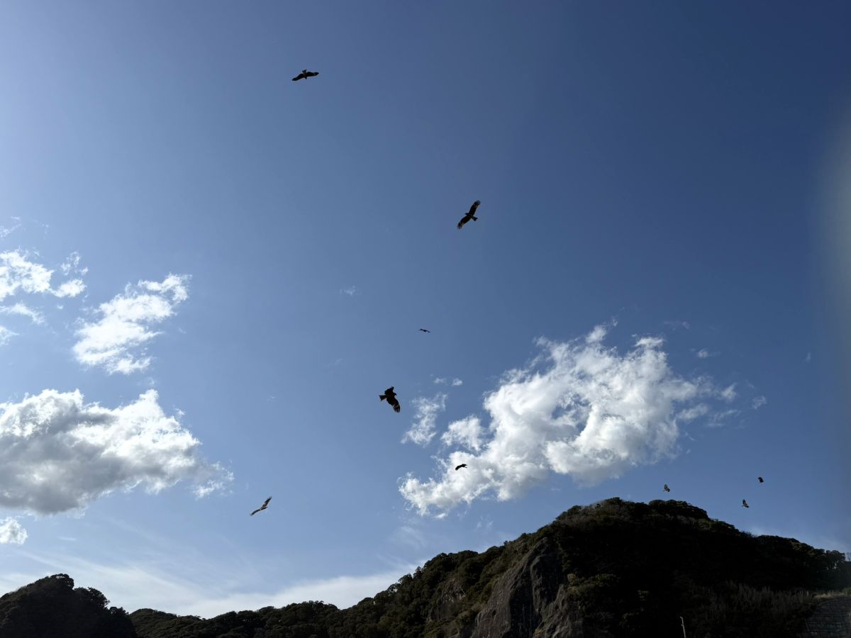たくさんのトンビ