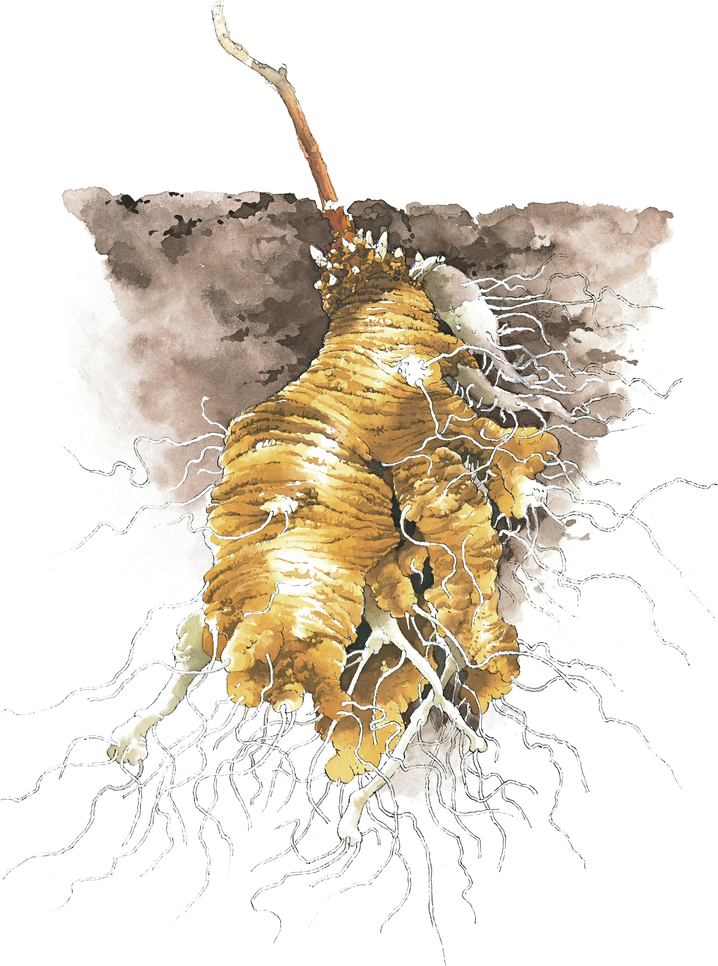 ツルニンジンは不思議な味！食べてみたいと思ったら、見つけて掘り出そう