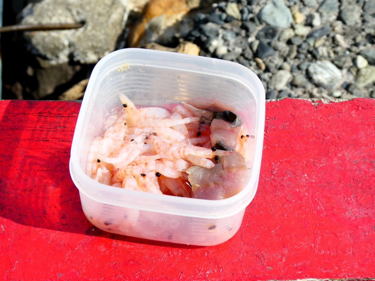 エサはサバとエビ