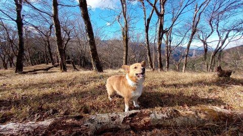 春は家族でハイキング！ 楽しみ方と準備について解説