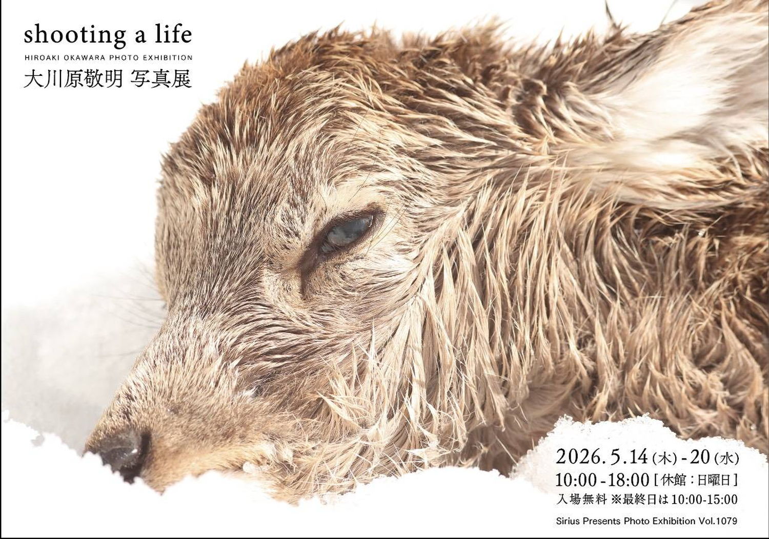 狩猟家・黒田未来雄が「命」と向き合う現場を追う。「大川原敬明 写真展 shooting a life」が開催！