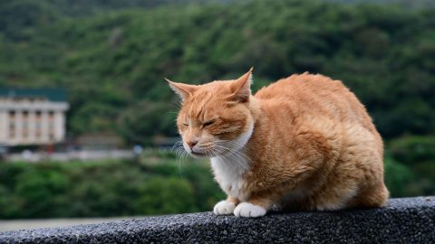 九份老街の赤提灯の下を歩き、猴硐で猫たちにまみれる