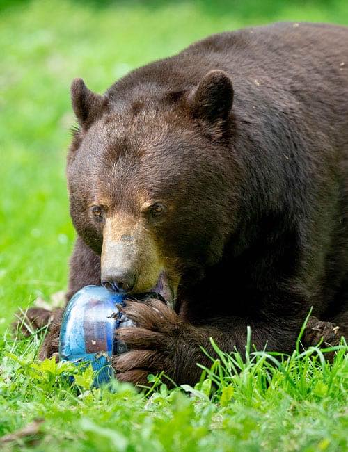 BEAR VAULT (ベアボルト) ／ スプリント