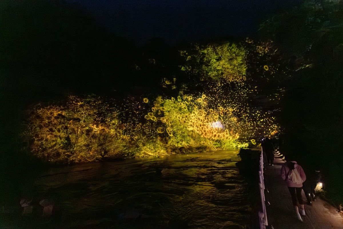 史上最大サイズの「チームラボ 養老渓谷」がすごい！夜の養老渓谷で絶景と自然を体験したぞ