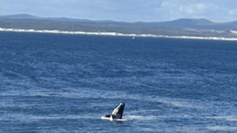 海のサファリ体験！南アフリカ・ハマナスで楽しむ雄大なホエールウォッチング