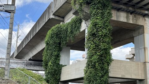 放置すると危険！夏になる前にしておくべき雑草対策と処理すべき雑草をリストアップ