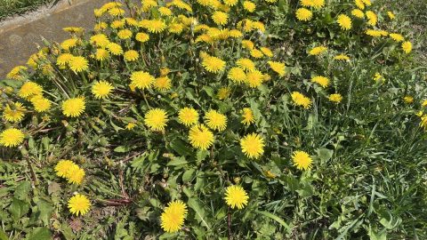 黄色い花が一面に！タンポポだけじゃない、黄色い花を咲かせる春の雑草観察ガイド