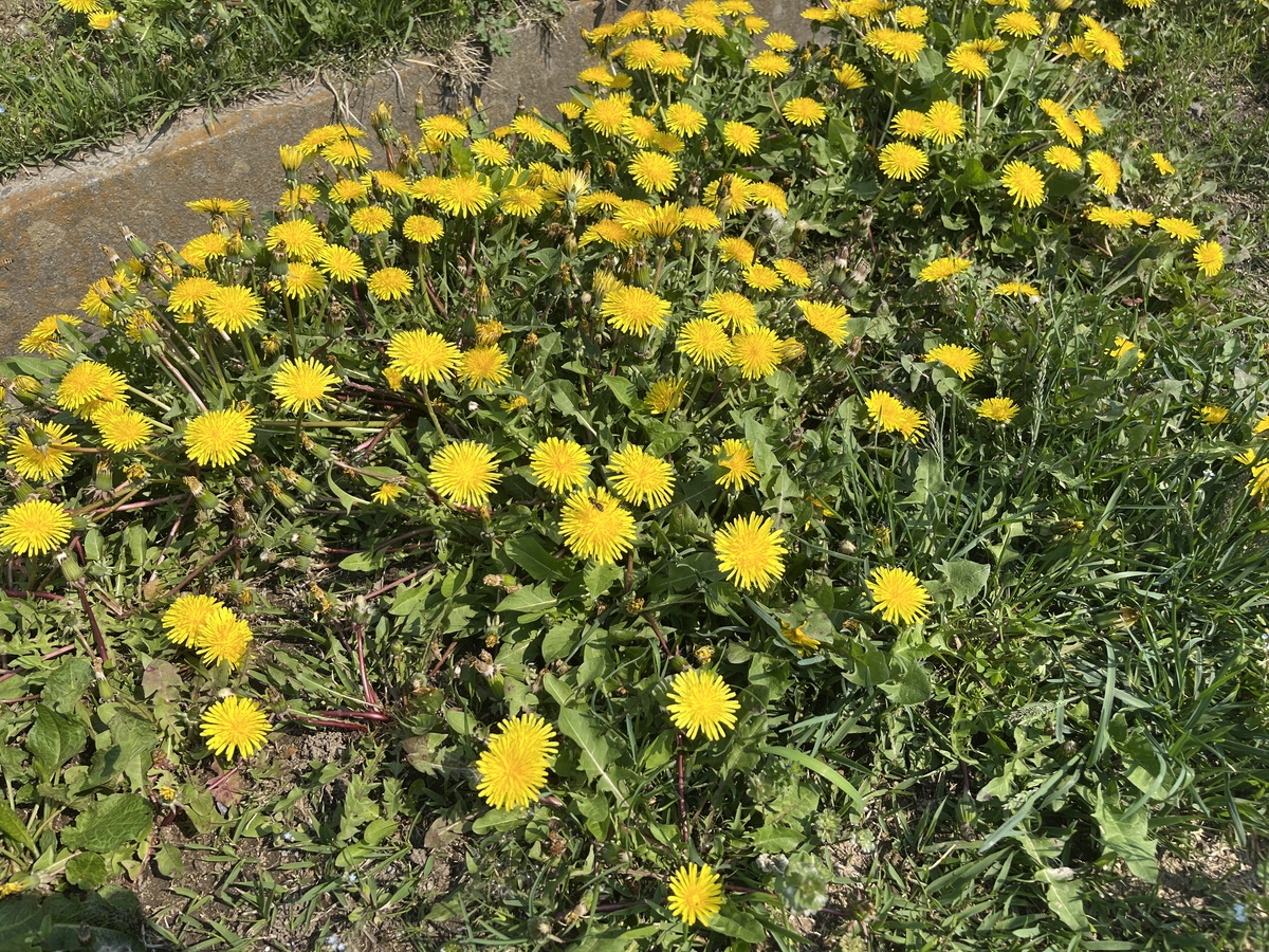 黄色い花が一面に！タンポポだけじゃない、黄色い花を咲かせる春の雑草観察ガイド