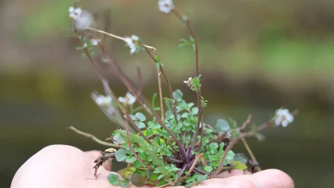 決して採りすぎない。京都の「摘み草」には白神山地のマタギに通じる極意があった！