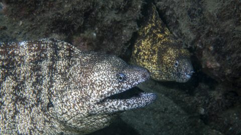新緑の季節に見る、海と陸の命の躍動を写真でお届け！