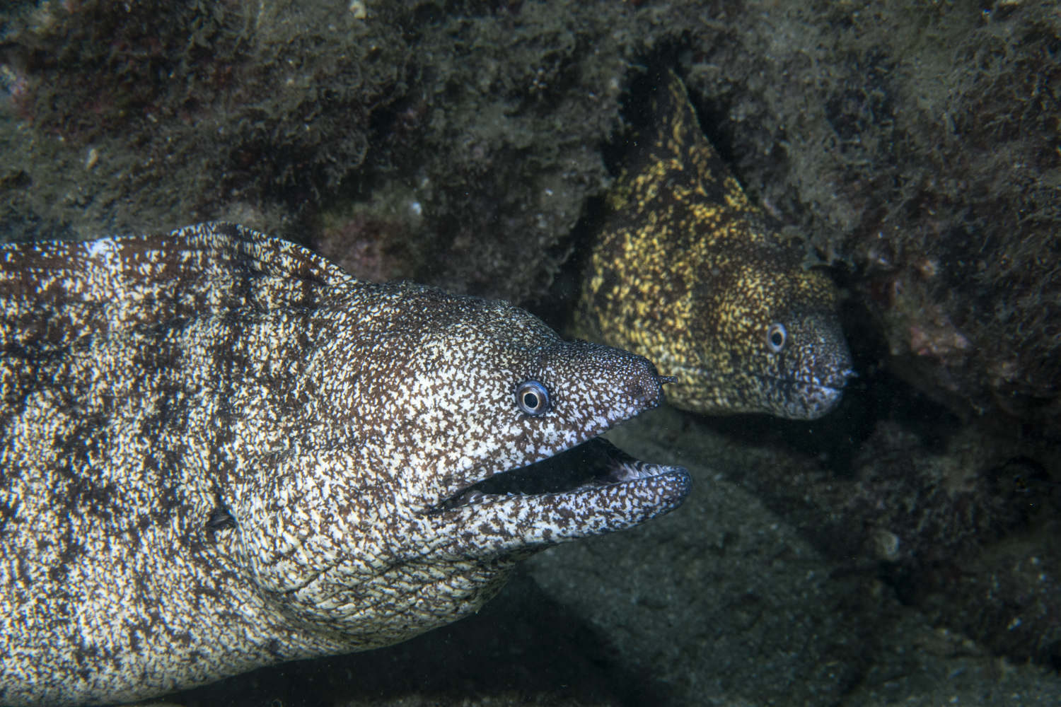 新緑の季節に見る、海と陸の命の躍動を写真でお届け！