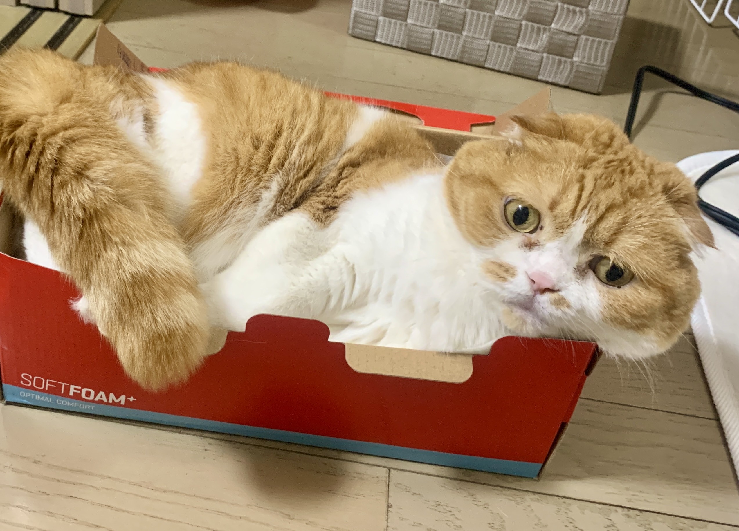 藤野綾子さんの写真