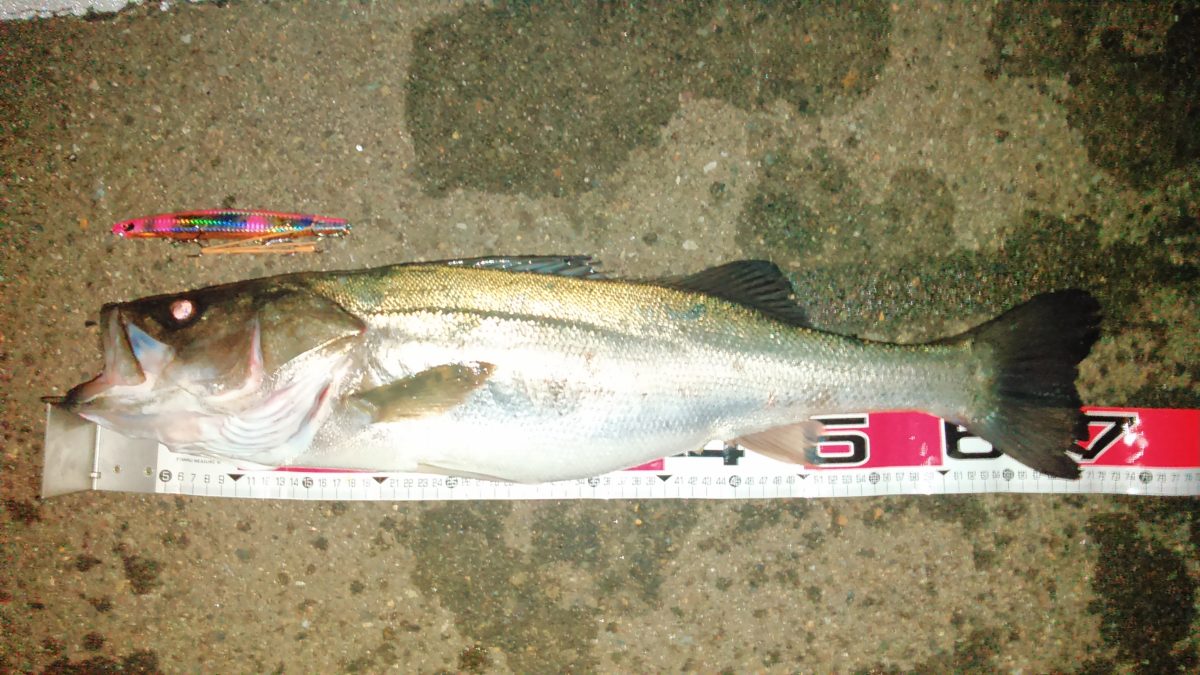 初心者が狙うべきタイミング！海で魚が釣れる「時合」とは？