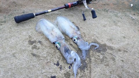 エギングロッドのおすすめは？選び方のポイントと人気ロッドを徹底解説