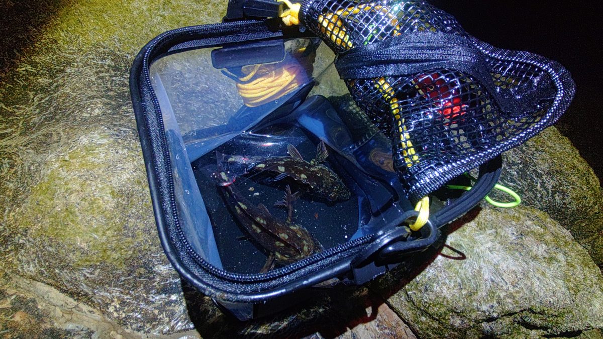 水くみバケツ内のカサゴ