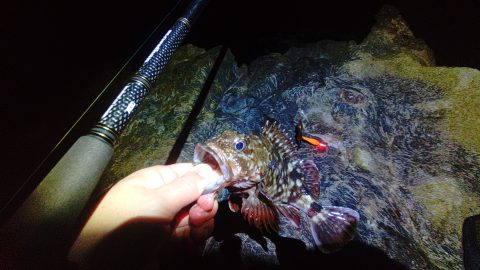 根魚をエサ釣りで狙ってみた！手持ちのルアー用釣り具で初挑戦