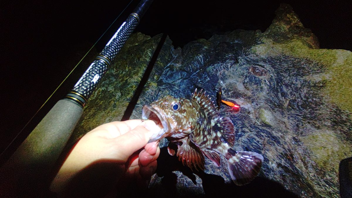 根魚をエサ釣りで狙ってみた！手持ちのルアー用釣り具で初挑戦