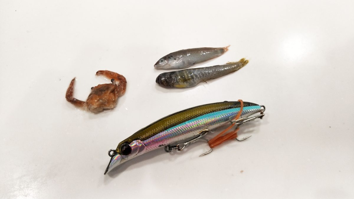 ルアーとベイト