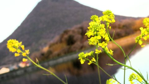 うどん県の香川で「おむすび山」を満喫！低山ハイクだけではない讃岐富士・飯野山の魅力とは？