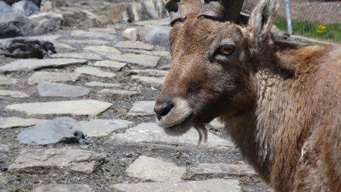 アルプスの象徴的存在！大きな角が特徴の「アルプスアイベックス」ってどんな動物？