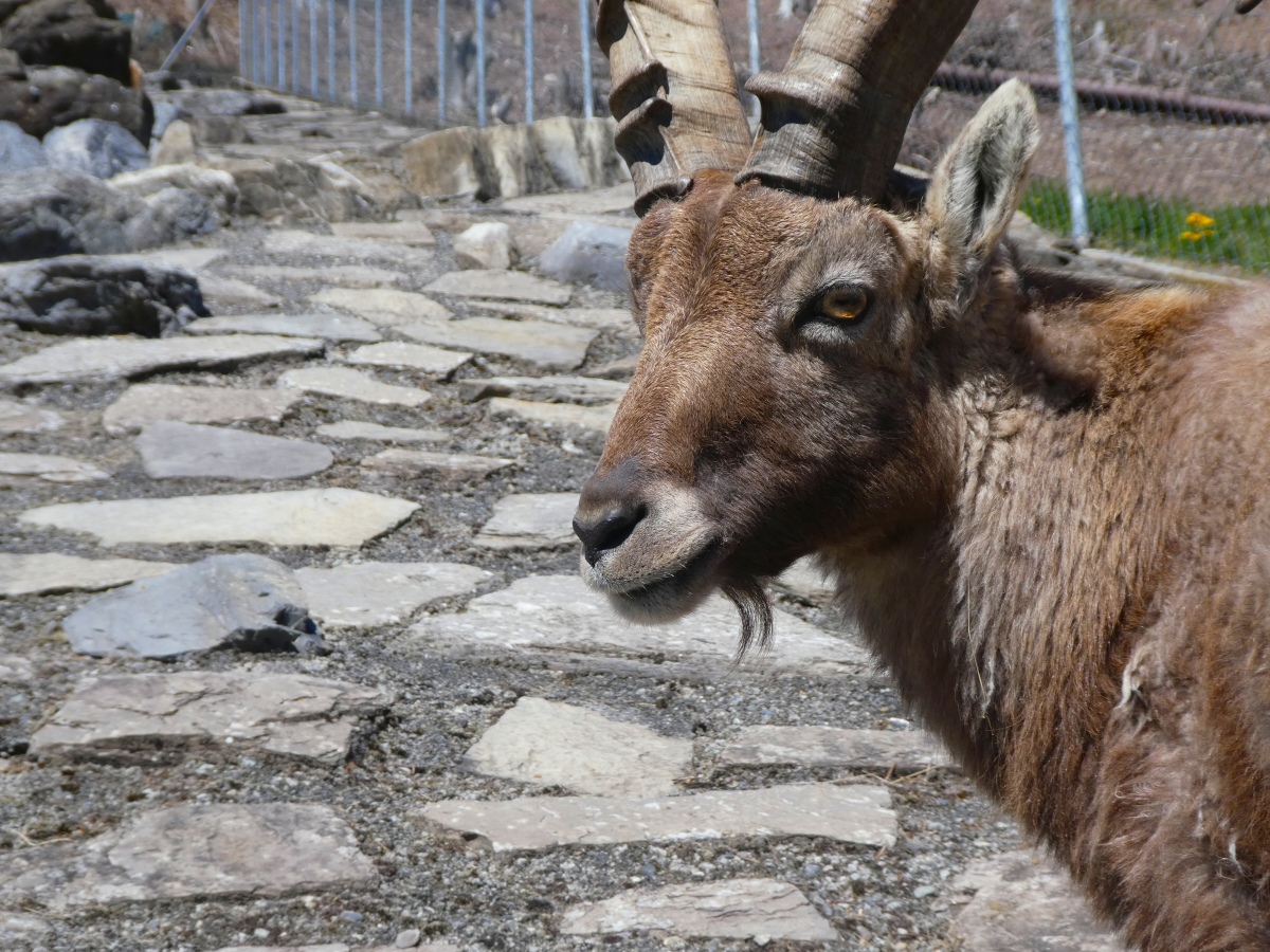 アルプスの象徴的存在！大きな角が特徴の「アルプスアイベックス」ってどんな動物？