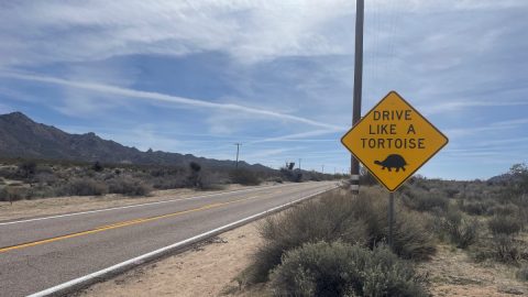 このカメを守るためアメリカではオフロード車が禁止に？「サバクゴファーガメ」の生態って？