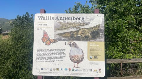 全米ワーストの交通渋滞都市であるロサンゼルス近郊に「動物専用ブリッジ」が建設されるワケ　