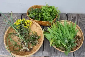 京都の「摘草料理」は、身の回りの自然を見つめ直すきっかけだ！