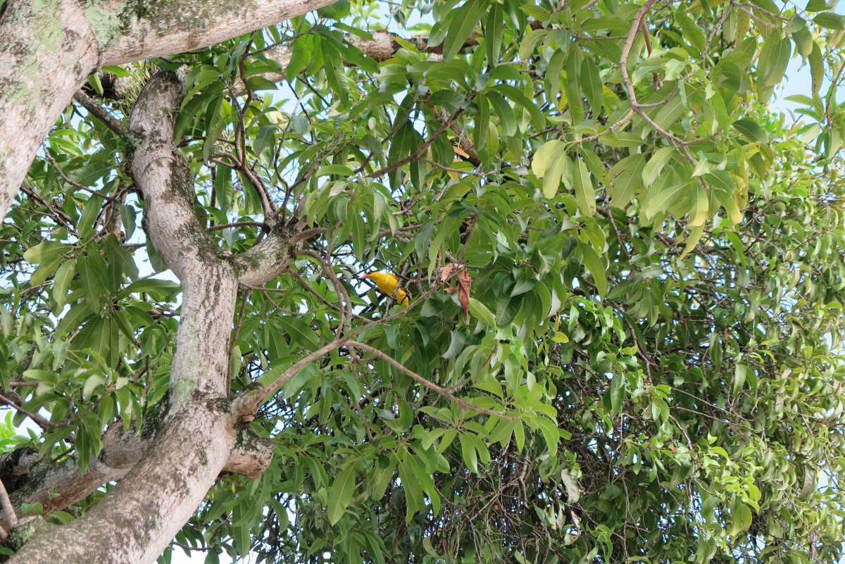 画像に alt 属性が指定されていません。ファイル名: malaysia-oriole-07.jpg