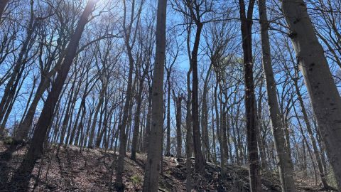 ホワイトハウスから車で15分に原生林が！アメリカの首都を縦断する森で“プチ冒険”トレイル