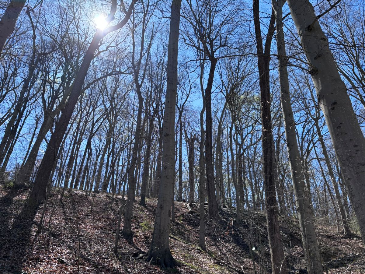 ホワイトハウスから車で15分に原生林が！アメリカの首都を縦断する森で“プチ冒険”トレイル