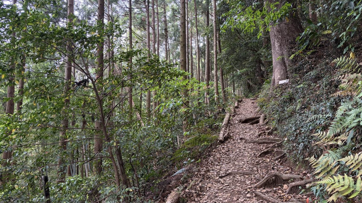 山の景色