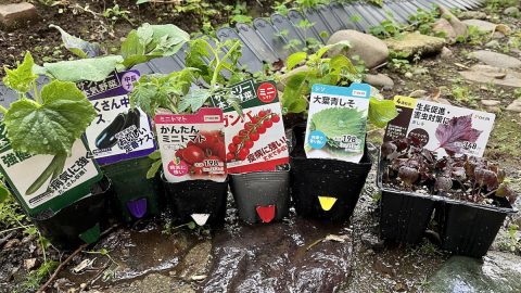 猫の額で趣味の菜園を始めてみたら、苗の植え付け前が大変だった