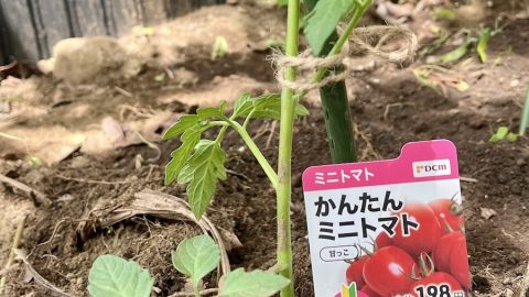 猫の額ほどの庭で、いよいよトマトやキュウリ、ナスを植え付けてみたけれど…？