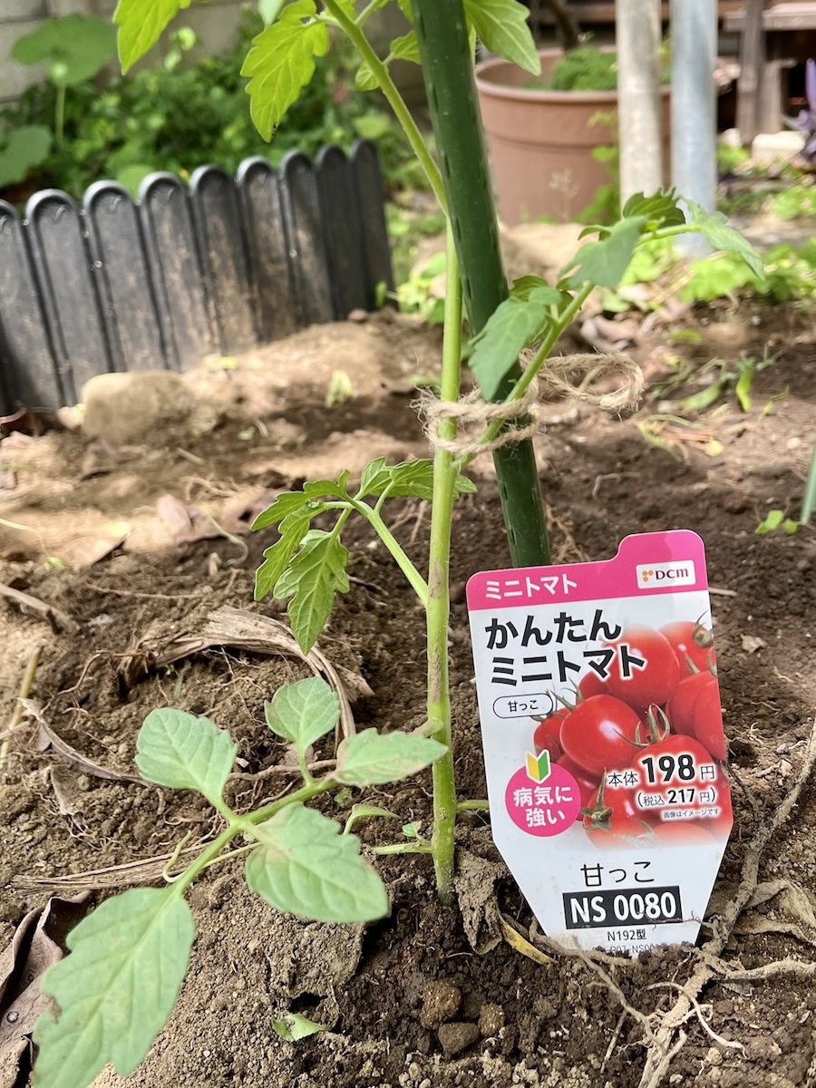 猫の額ほどの庭で、いよいよトマトやキュウリ、ナスを植え付けてみたけれど…？
