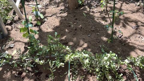 家庭菜園で植え付け翌日、さっそく猫にやられました！　そしてシソを植える