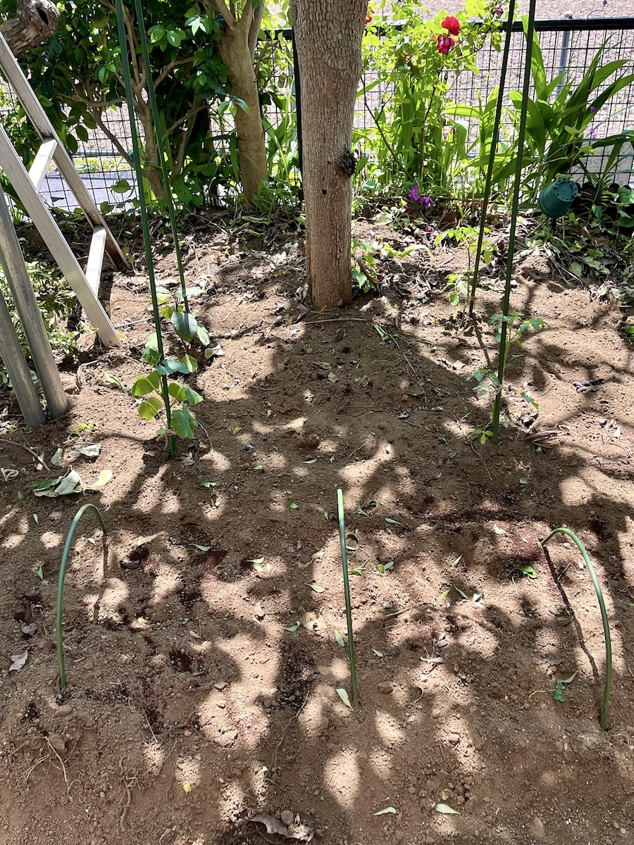 家庭菜園で植え付け翌日、さっそく猫にやられました！　そしてシソを植える