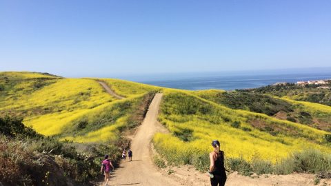 美しい春の風物詩？それとも侵略的外来種？カリフォルニアの丘陵を黄色く染める花の正体