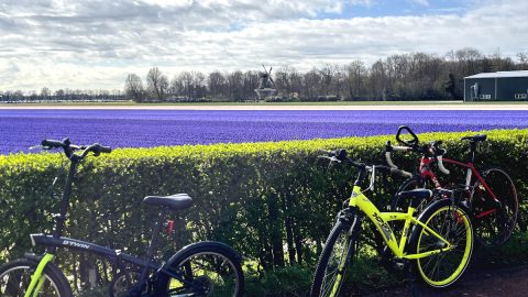 チューリップだけじゃない！オランダの美しいヒヤシンス畑をサイクリング