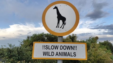 キリン飛び出し注意？南アフリカの人気スポット「ネイバルヒル」で動物ハイキングを満喫！