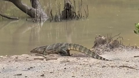 巨大トカゲがすぐそこに！タイ「プランブリー森林公園」マングローブ林を歩く