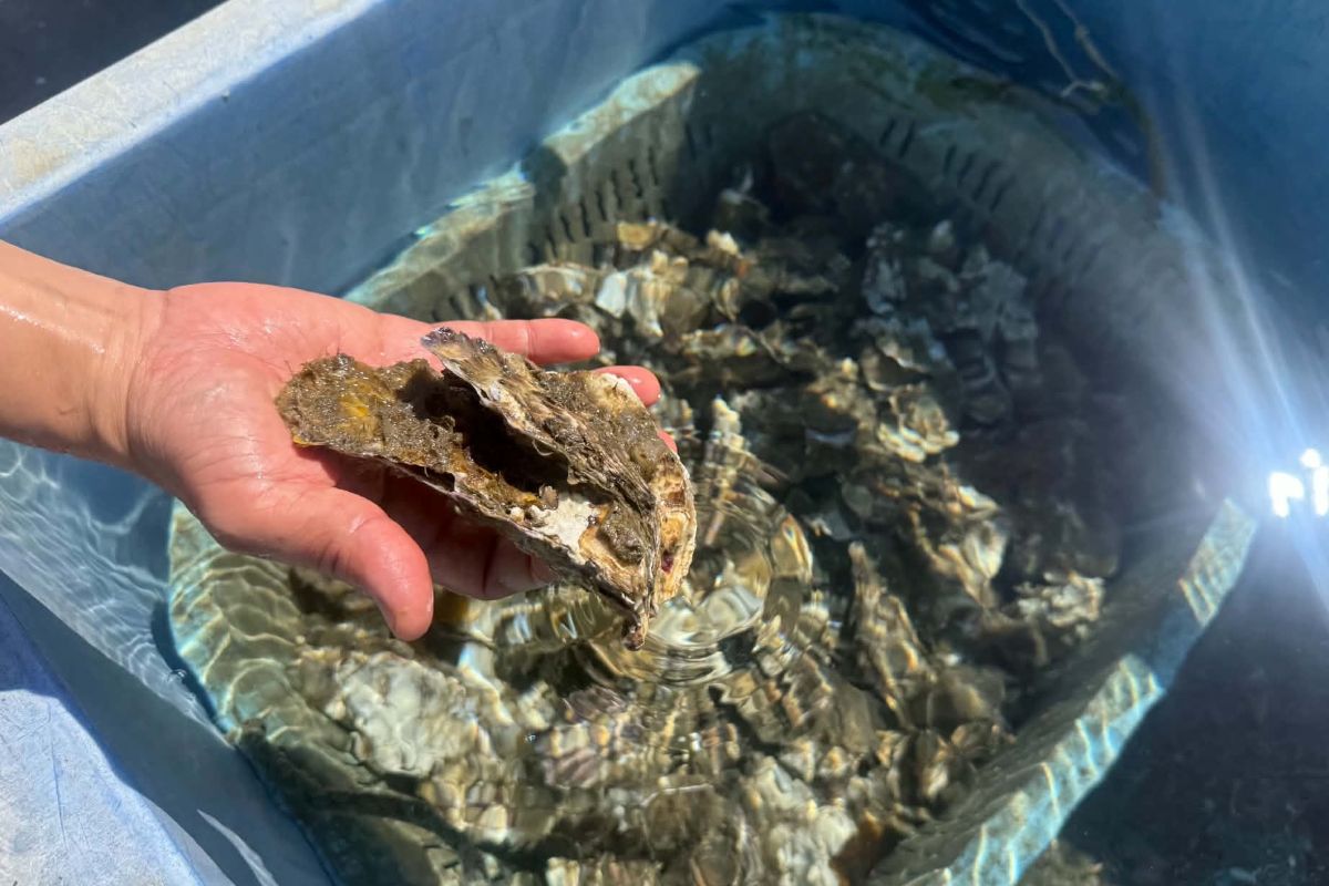 震災を乗り越えて15年。牡鹿半島の漁村で大粒牡蠣を育てる「荒波魂」に出会った！