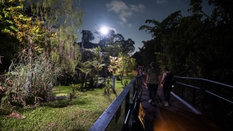 夜しか開かない動物園！？シンガポールのナイトサファリが楽しすぎた！