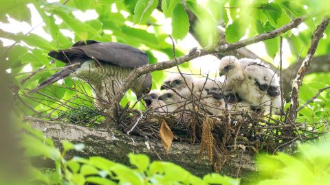 家の裏の自然林で繁殖中！小さな猛禽類・ツミの子育てを見守る