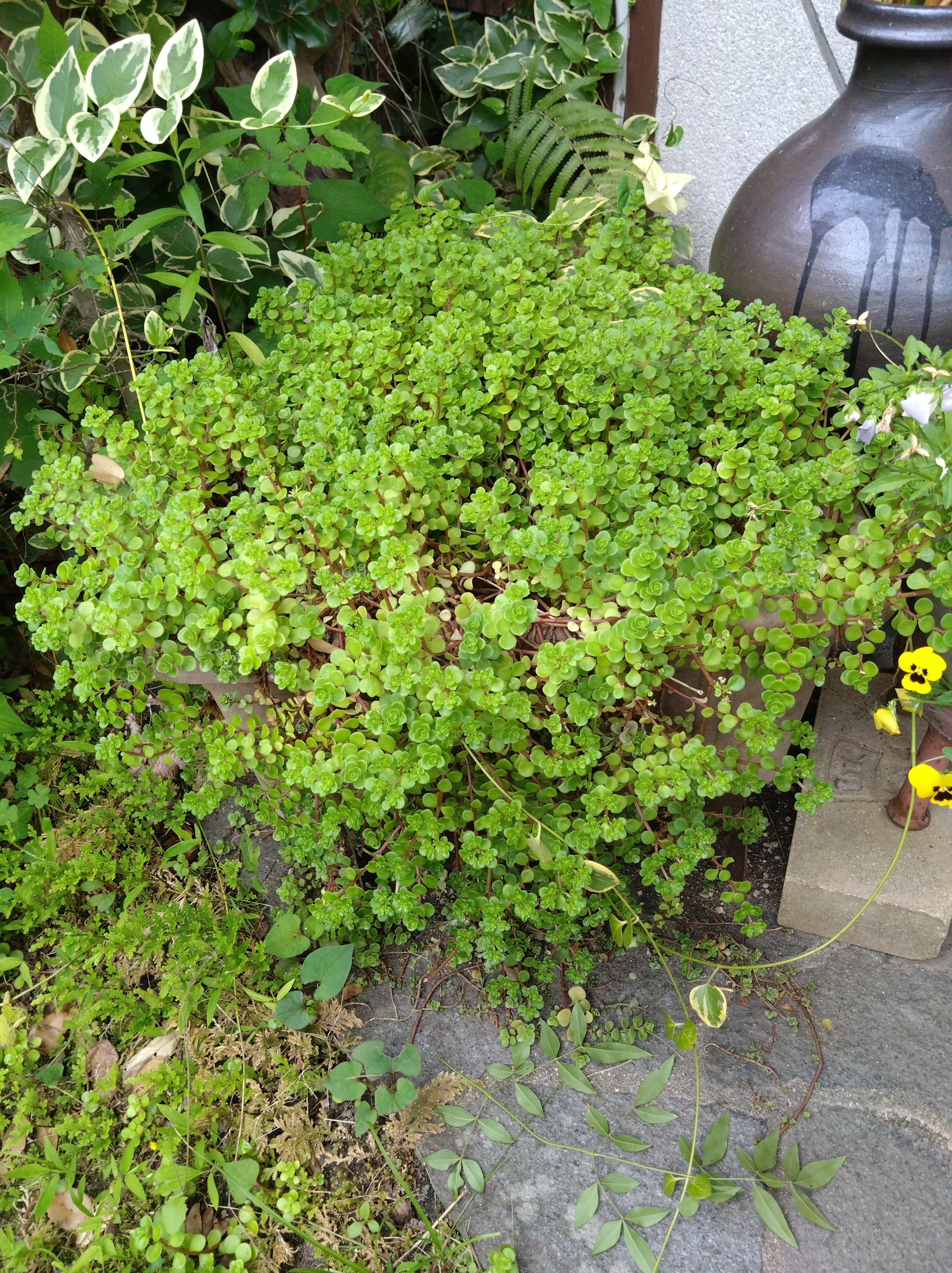 ズボラ上等の0円ガーデニング！雑草化している多肉植物