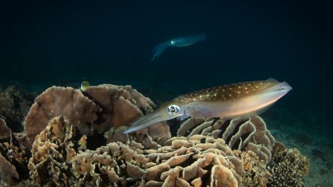 サンゴの隙間に託す命 〜アオリイカの繁殖期を水中カメラがとらえた