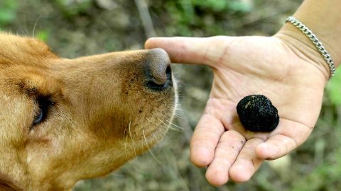 クロアチアの農園で探索犬のトリュフ・ハンティングを見学し、手料理を存分に味わった！