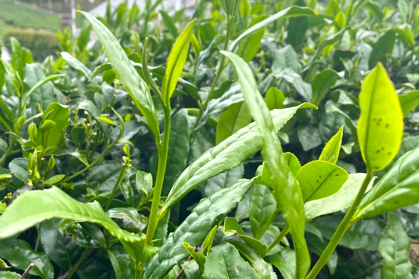 新茶の刈り取りが始まった！　修験道の山を越え「宇治茶」の聖地を巡るハイキング